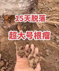 家庭养花用生根粉