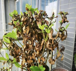 家庭养花用生根粉