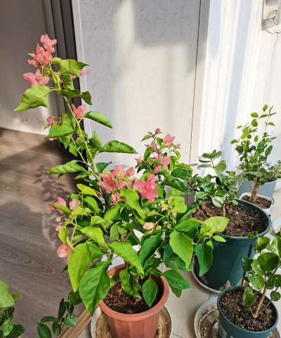 家庭养花用生根粉