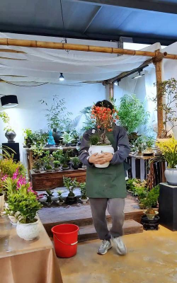 家庭养花用生根粉