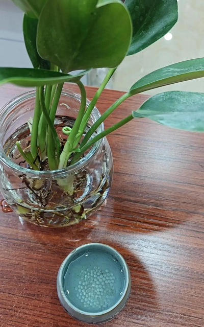 家庭养花用生根粉