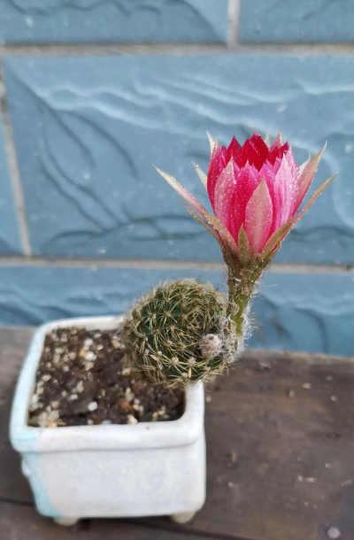 养花人的乐趣球