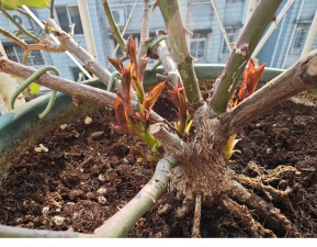 家庭养花用生根粉