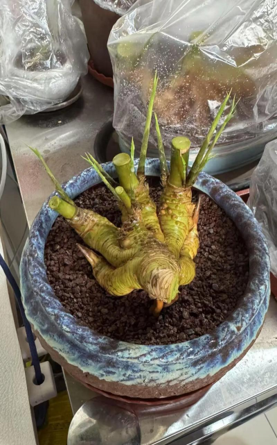 青龙家里怎么养花的