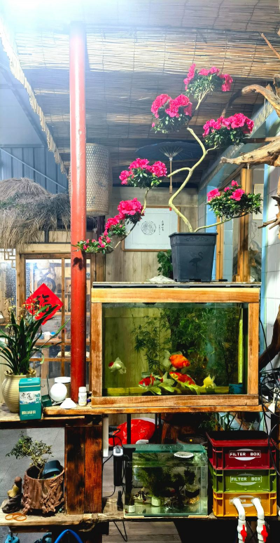 家庭养花用生根粉