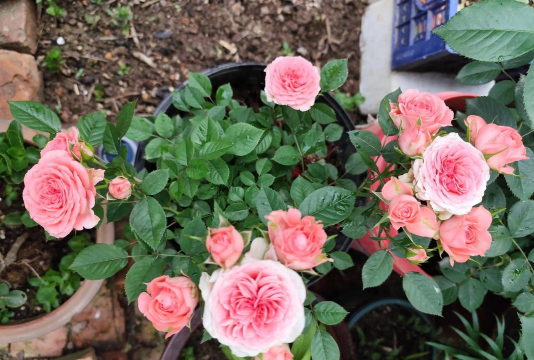 家庭养花用生根粉