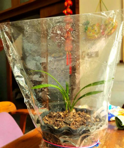 家庭养花用生根粉