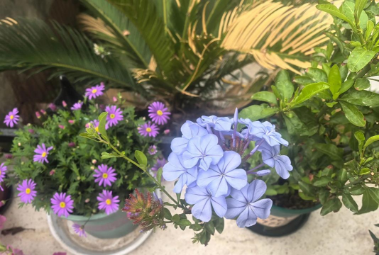 家庭养花用生根粉