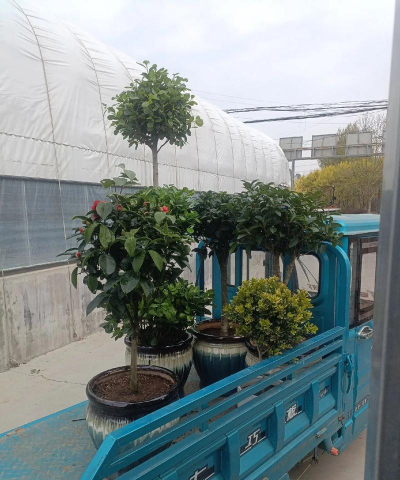 家庭养花用生根粉