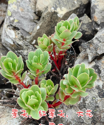 红景天可以养花吗