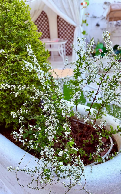 喷雪花水养花期