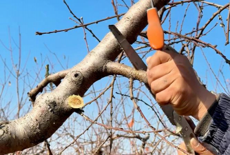 桃树修剪什么树形好