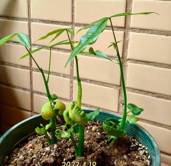 家庭养花用生根粉