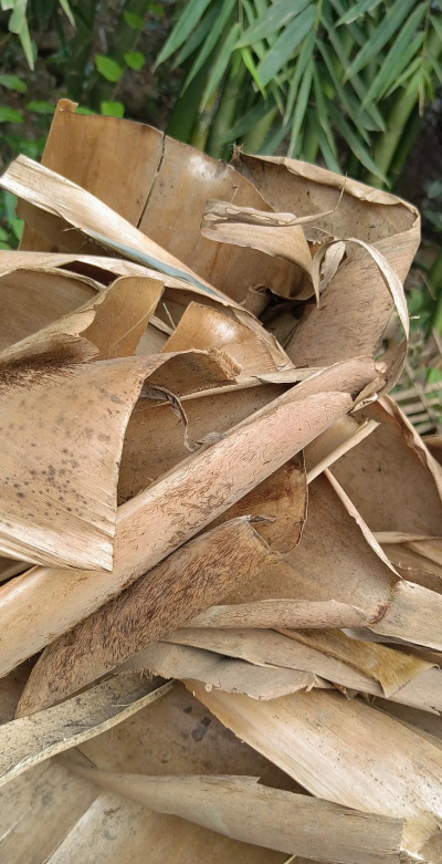 冬笋壳可以养花吗