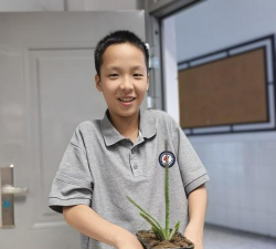 家庭养花用生根粉