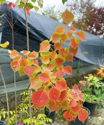 乌桕皮可以养花吗