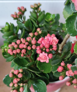 老人说雨天好养花