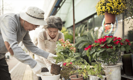 家庭养花用生根粉