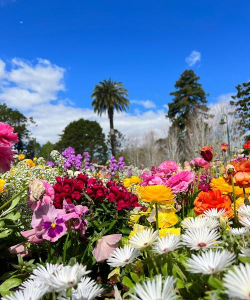 澳大利亚养花群