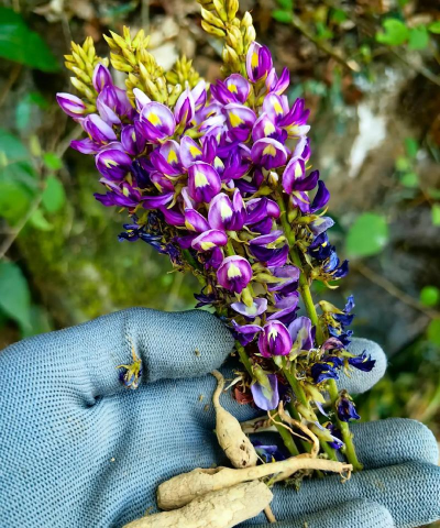 家庭养花用生根粉