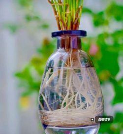 家庭养花用生根粉