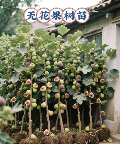 什么果树不能养花草