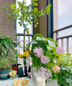 家庭养花用生根粉