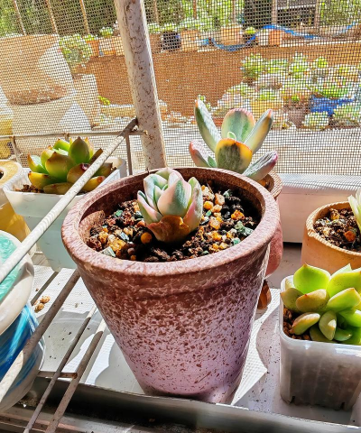 家庭养花用生根粉