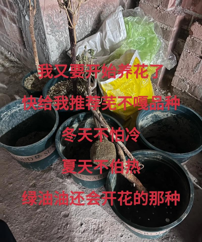 家庭养花用生根粉