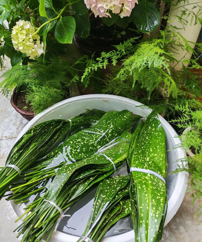 家庭养花用生根粉