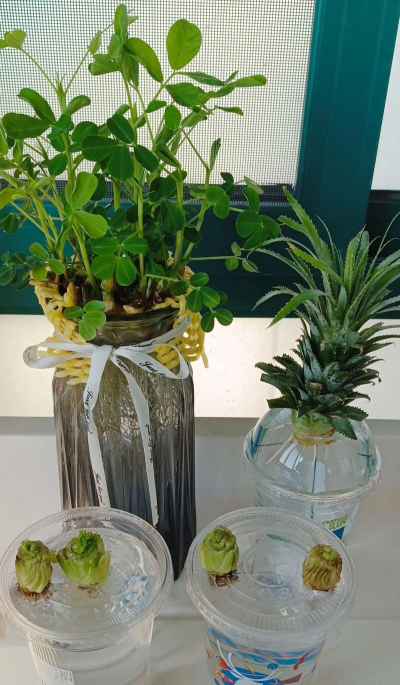 家庭养花用生根粉