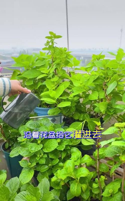 家庭养花用生根粉