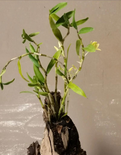 木桩石斛怎么开花