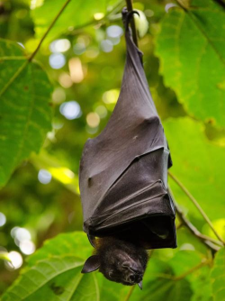 养花会招蝙蝠吗