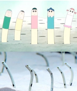 养花园鳗的动漫