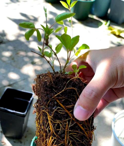 家庭养花用生根粉