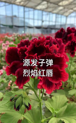 水子弹可以养花嘛