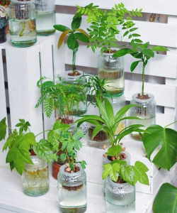 家庭养花用生根粉