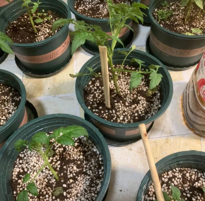 家庭养花用生根粉