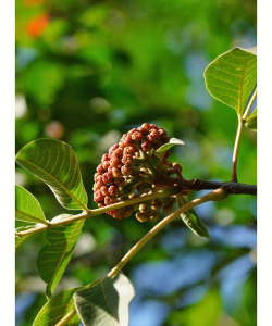 吴茱萸是什么果