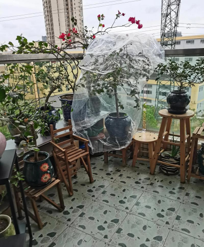 家庭养花用生根粉