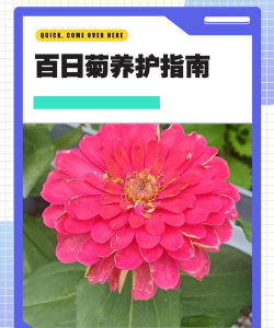 百日菊如何繁殖