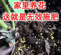 家庭养花用生根粉
