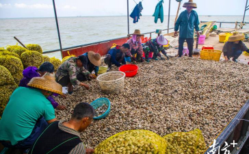 养花蛤市场前景