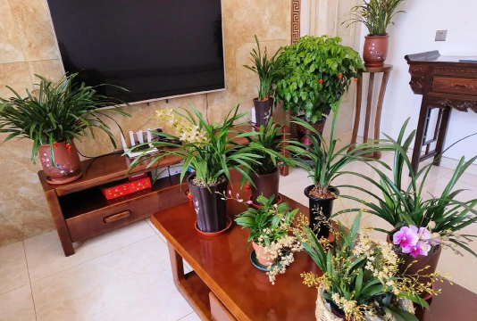 家庭养花用生根粉