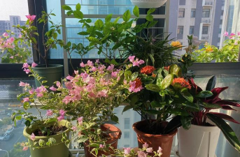 家庭养花用生根粉