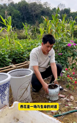 家庭养花用生根粉