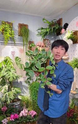 家庭养花用生根粉