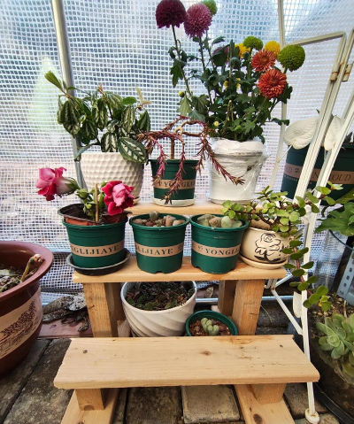 家庭养花用生根粉