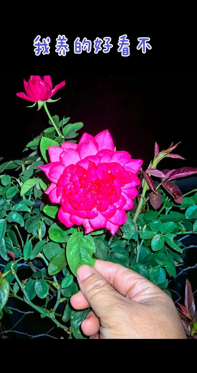 家庭养花用生根粉